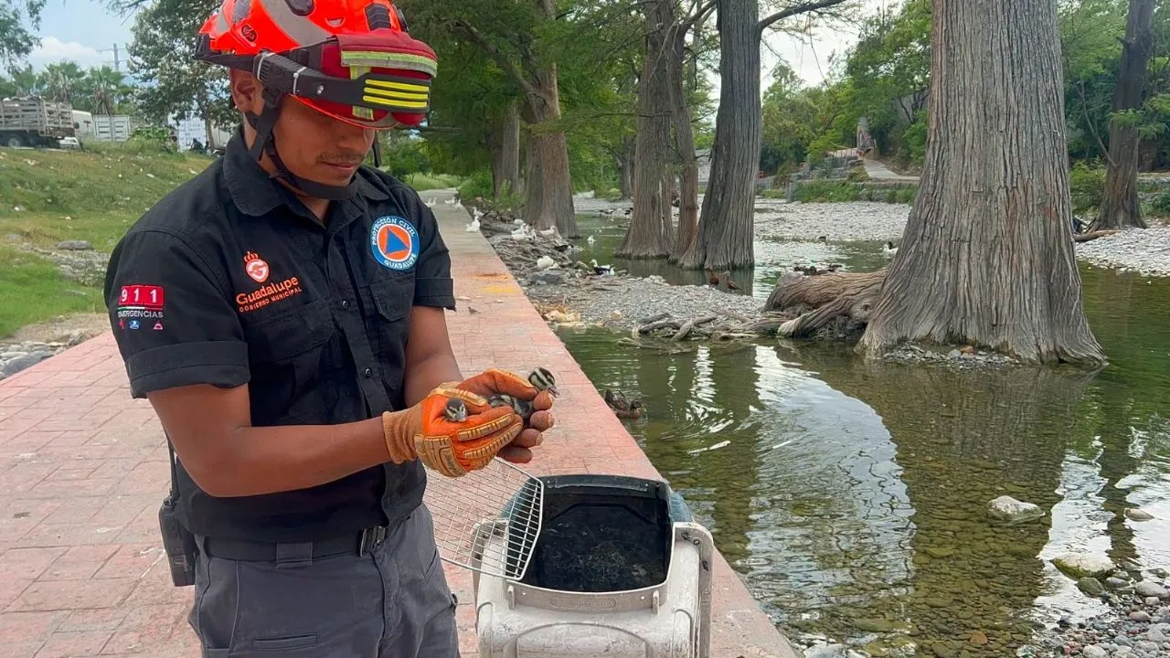 Protección Civil de Guadalupe rescata a familia de patos en taller